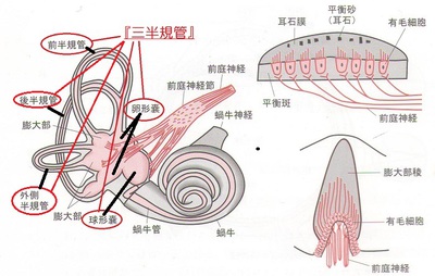 三半規管.JPG