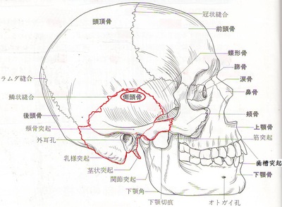 側頭骨.JPG