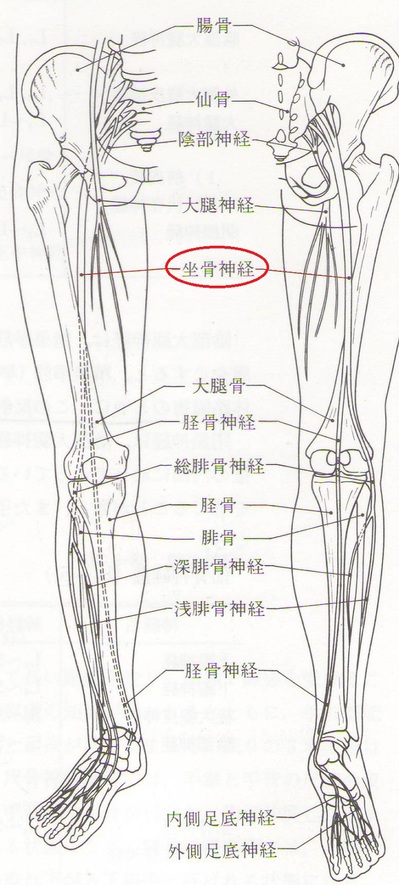 坐骨神経.JPGのサムネイル画像