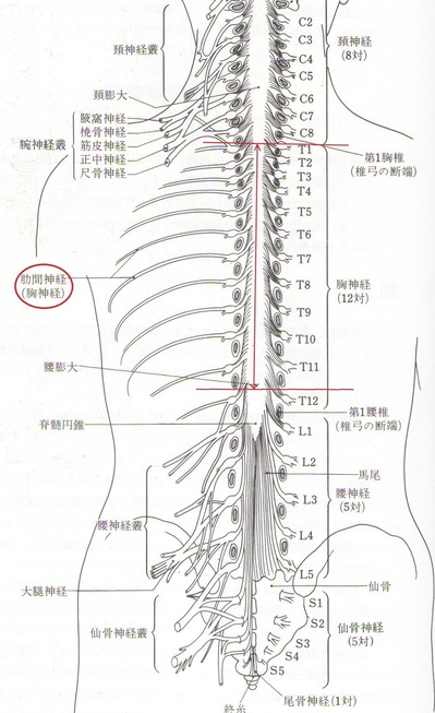 肋間神経.JPG