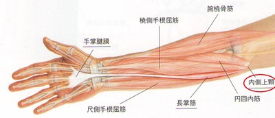 内側上顆.JPG