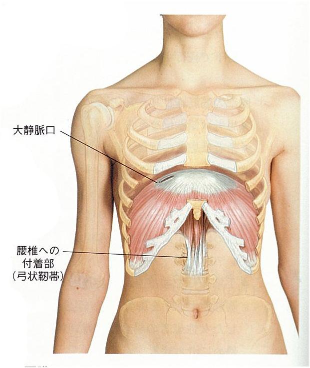 横隔膜について あき鍼灸院 ブログ 京都市中京区東洞院二条の鍼灸院 肩こり 腰痛 外反母趾 頭蓋矯正 不妊鍼灸 顎から整える歯並び調整 骨盤矯正 あき鍼灸院