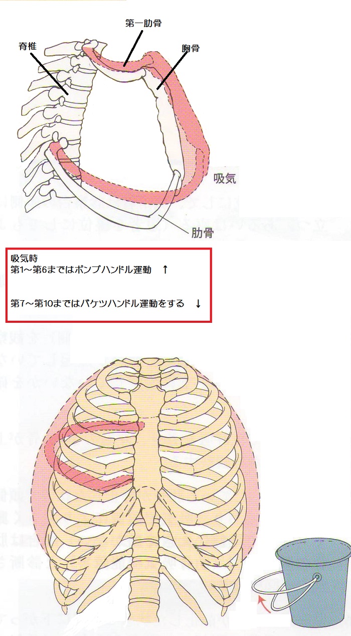 胸郭出口症候群の治療について あき鍼灸院 ブログ 京都市中京区東洞院二条の鍼灸院 肩こり 腰痛 外反母趾 頭蓋矯正 不妊鍼灸 顎から整える歯並び調整 骨盤矯正 あき鍼灸院