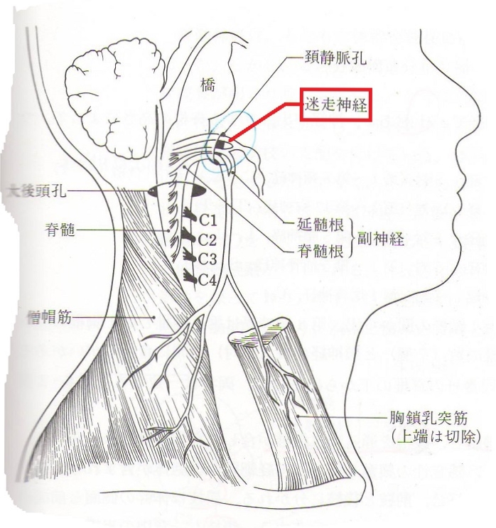 自律神経障害 Autonomic Failure 医學事始 いがくことはじめ