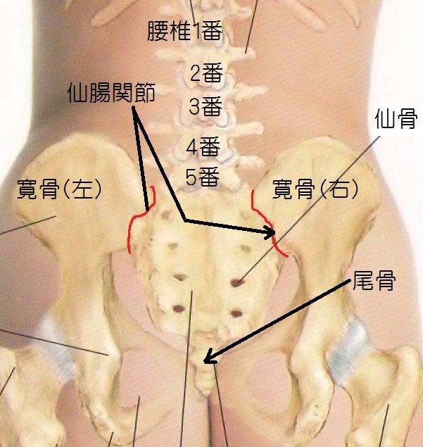 オステオパシー治療から考える自転車競技での腰痛 あき鍼灸院 ブログ 京都市中京区東洞院二条の鍼灸院 肩こり 腰痛 外反母趾 頭蓋矯正 不妊鍼灸 顎から整える歯並び調整 骨盤矯正 あき鍼灸院