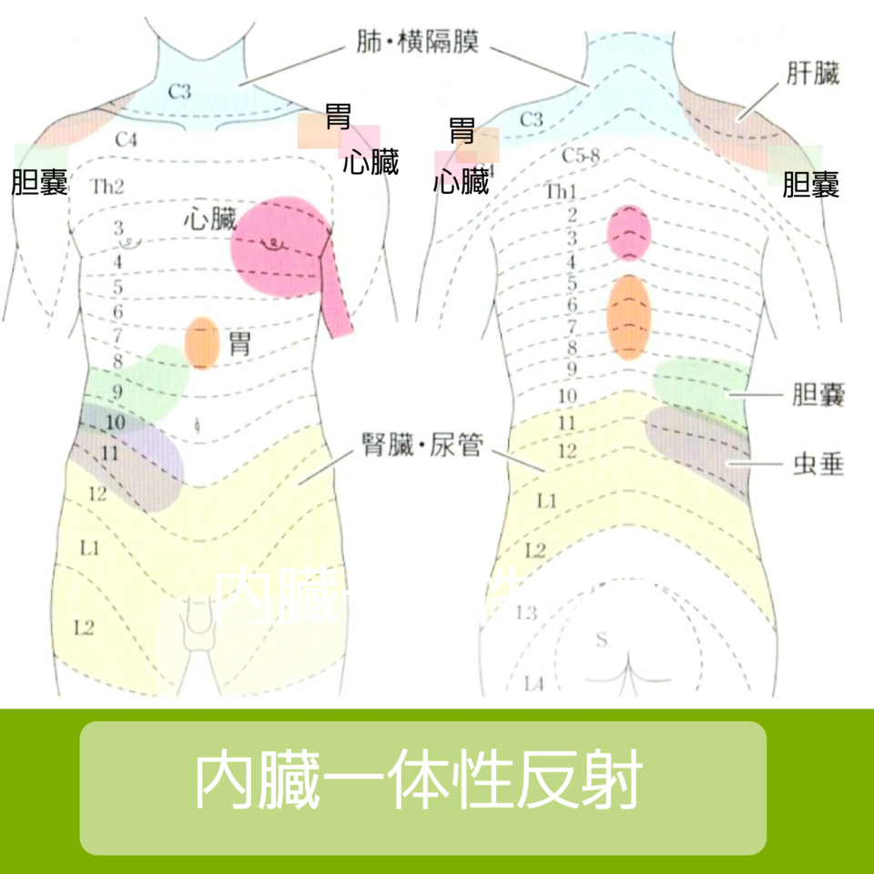 肩こり 痛みは内臓のストレス不調かも